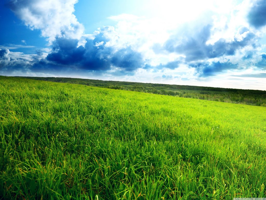 Industrial Vegetation Management Exacto, Inc.