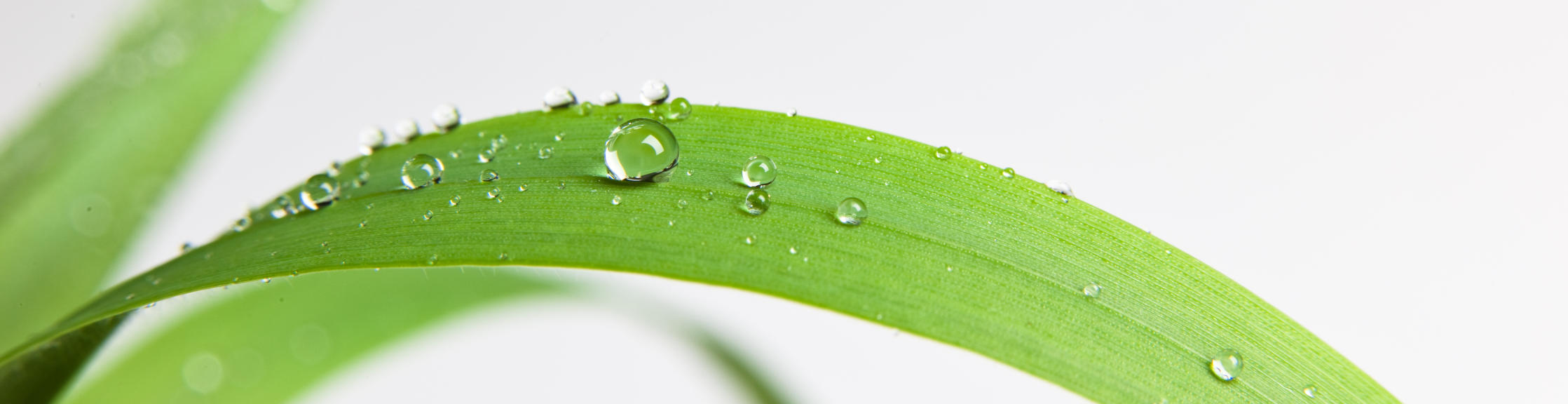 Drop on a grass like leaf showing how the need adjuvants to spread out and cover the leaf surface better