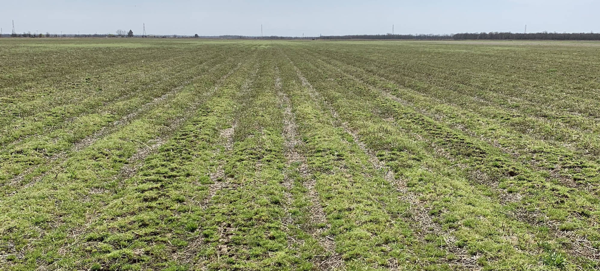Read more about the article Early Season Adjuvant Strategies – Burndown