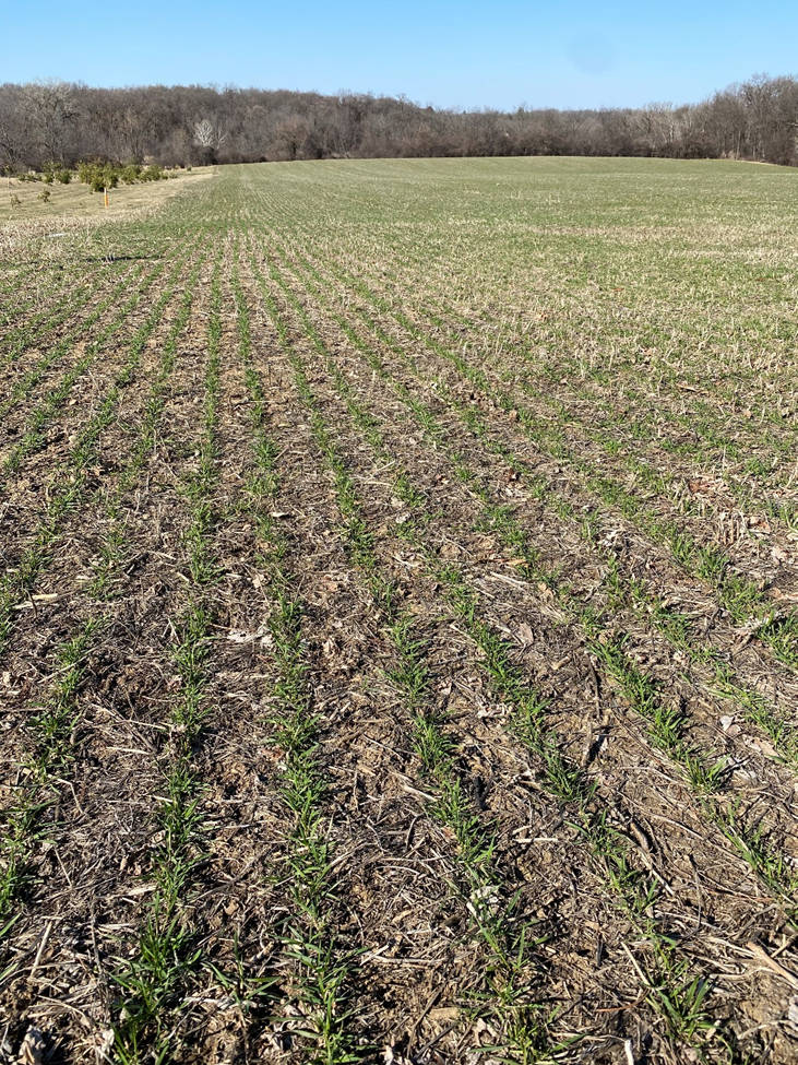 Cover crops provide a broad range of benefits to increase soil health and become increasingly common for commodity crops.