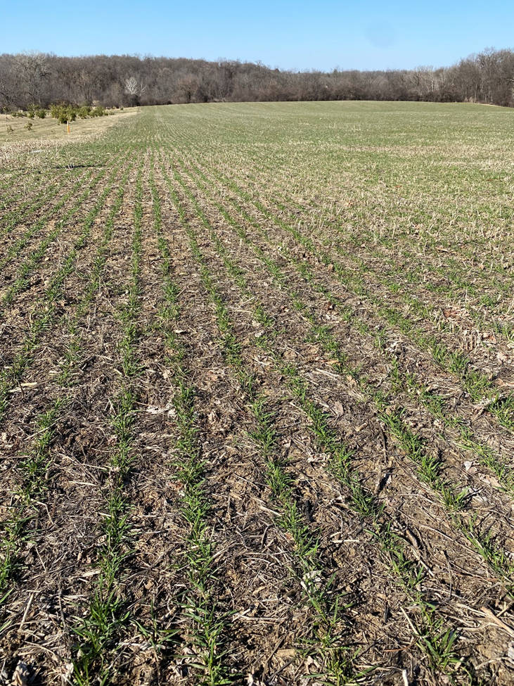 Cover crops provide a broad range of benefits to increase soil health and become increasingly common for commodity crops.