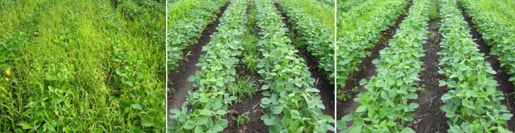 Image on the left: no herbicide applied. Center image: herbicide applied without adjuvant. Image on the right: herbicide applied with the recommended adjuvant.