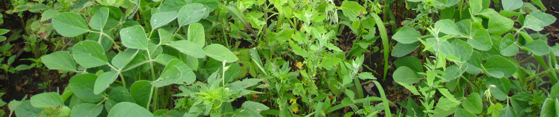 If broadleaf weeds become resistant to herbicide, soybeans yield will be affected
