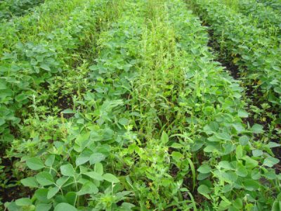 Soybeans that have not been sprayed with a pesticide are overcome with weeds