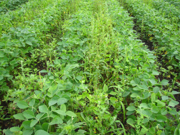 Read more about the article What Can Be Done to Minimize Herbicide Resistance?