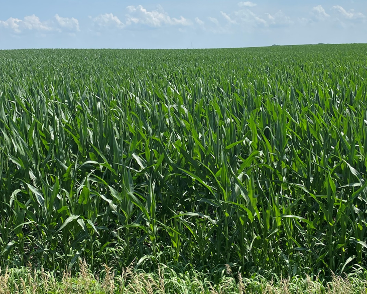 Corn field growing in July 2021