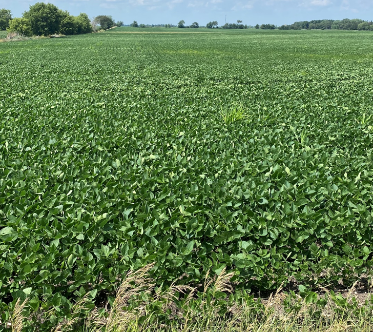 Soybean field growing in July