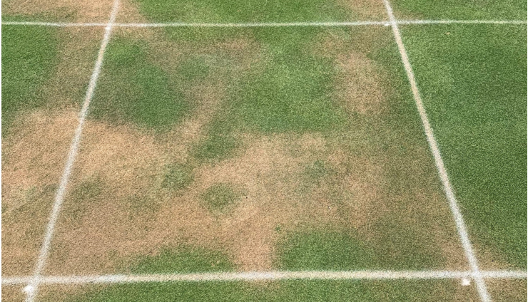 field A showing LDS on untreated turf