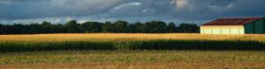 Fall applied herbicides