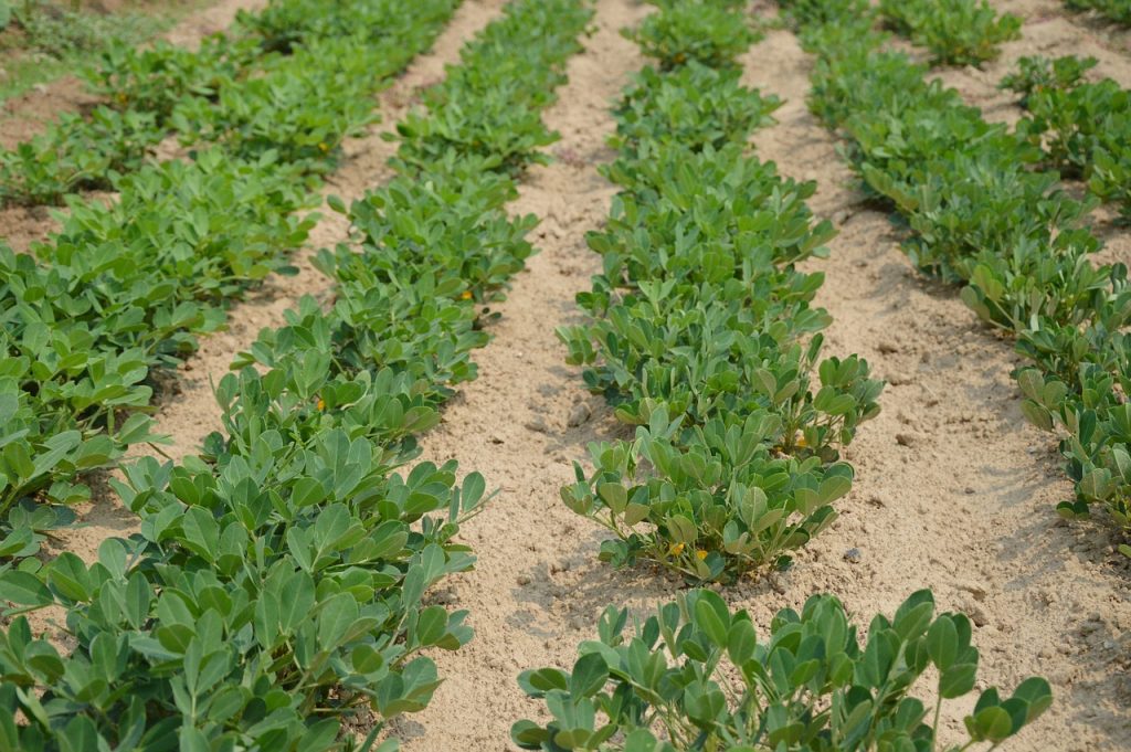 A field with peanuts that is impacted by the chlorpyrifos cancellation