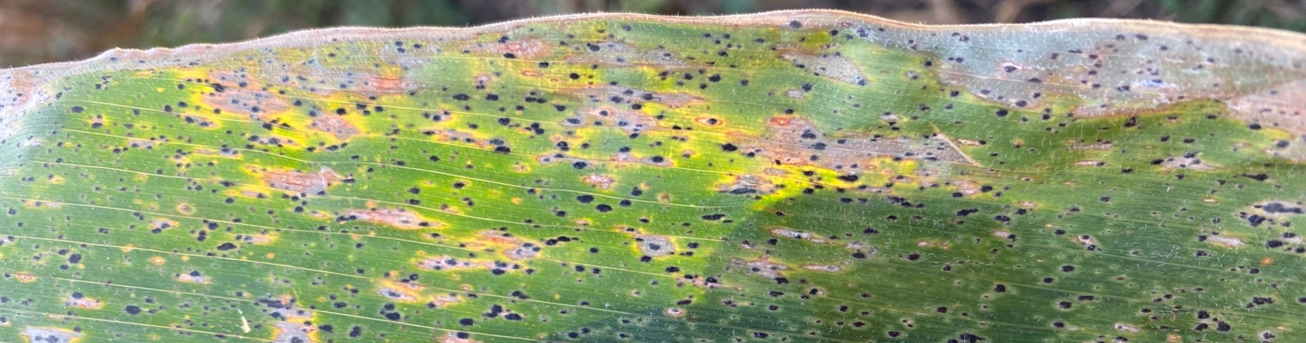 Read more about the article Corn Tar Spot 2021 and Beyond