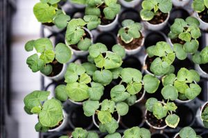 Young velvetleaf weed