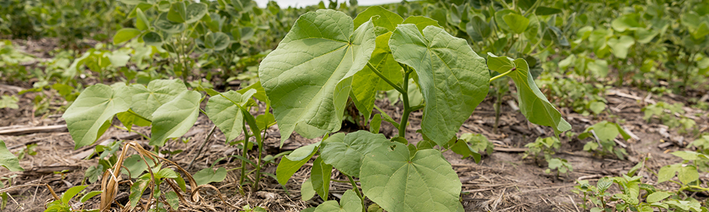 Button weeds growing in soybean farm field