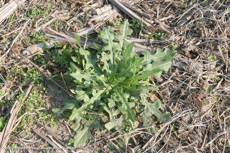 Prickly lettuce T can cause challenges for burndown without glyphosate