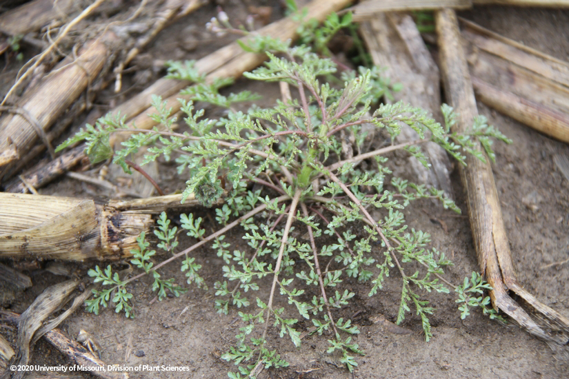 Tansy Mustard can cause challenges for burndown without glyphosate