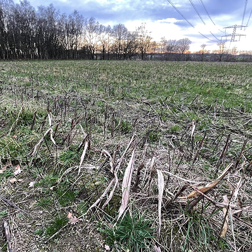 Facing supply shortages and exponentially higher glyphosate prices in 2022, finding alternatives for spring burndown applications is becoming relevant. For no-till farms, effective burndown applications are key to a good start to the season.