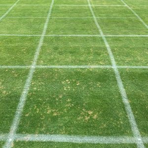 Dollar spot on a turf research plot at the OJ Noer