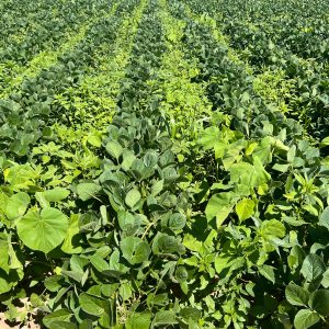 soybean field trial