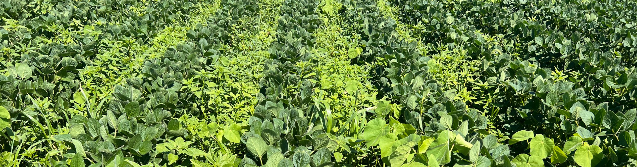 soybean field trial