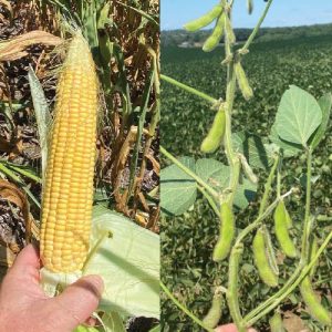 august 20222 corn and soybean crop progress update