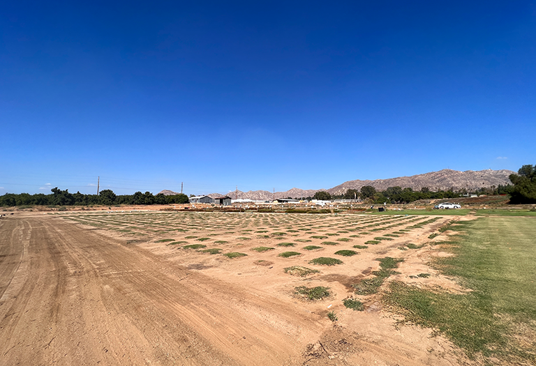plant breeding drought tolerance university of california riverside field day