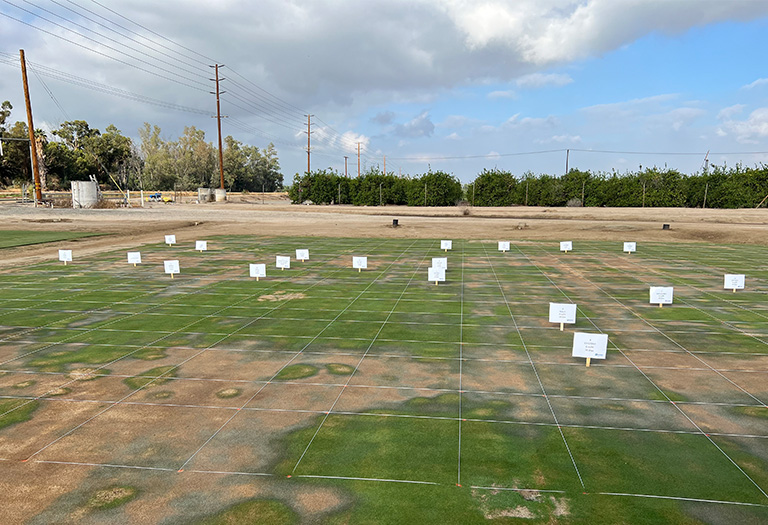 locallized dry spot research study california field day