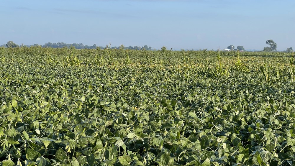 Volunteer corn and weeds in field due to unsuccessful pesticide spray