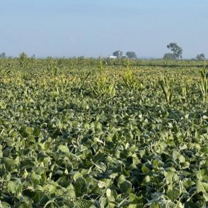 A field full of volunteer corn that could have benefitted from a successful 2,4-D application