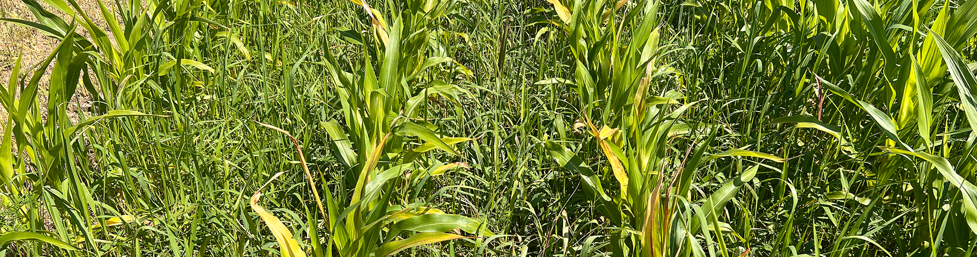 select max enlist 2, 4-d, dicamba, glyphosate volunteer corn antagonism