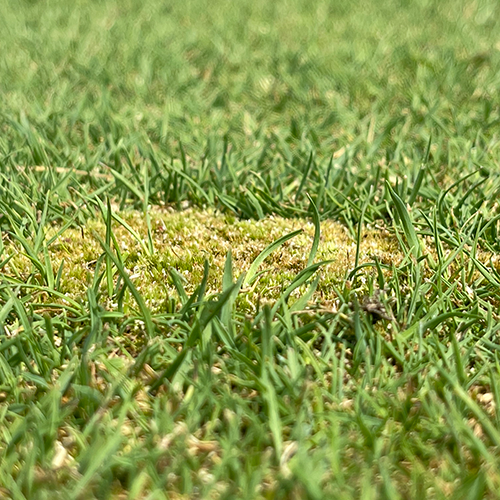 moss demonstrates turfgrass ecology impacts in wetting agent study