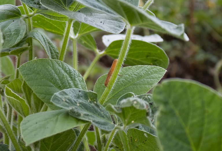 pest on soybean plant