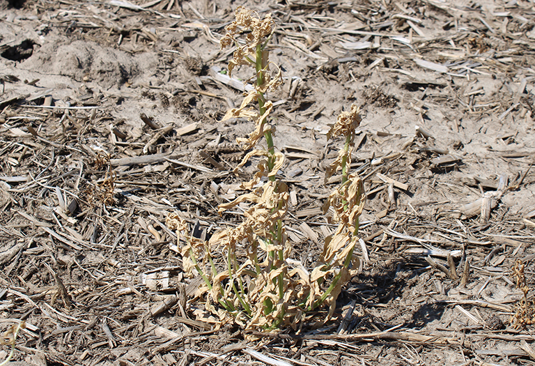 Corn burndown results on a no-till field