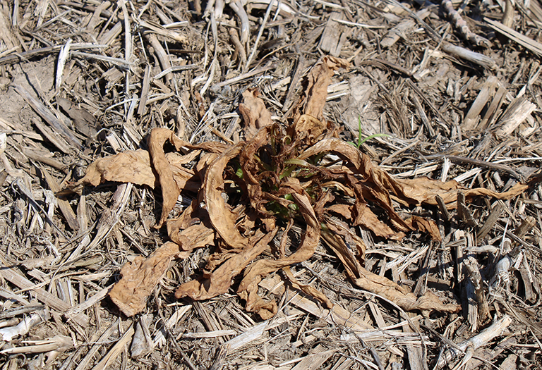 Corn burndown results on a no-till field