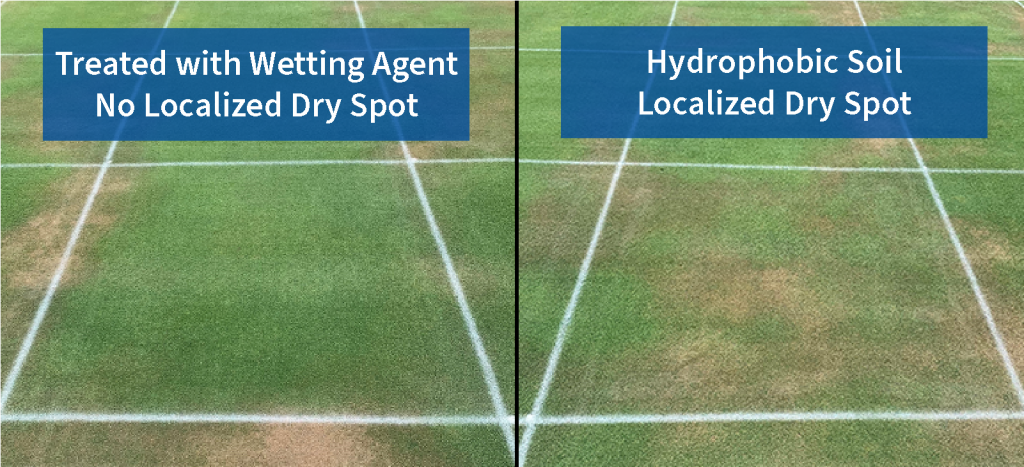 wetting agent treatment helps prevent localized dry spot in hydrophobic soil