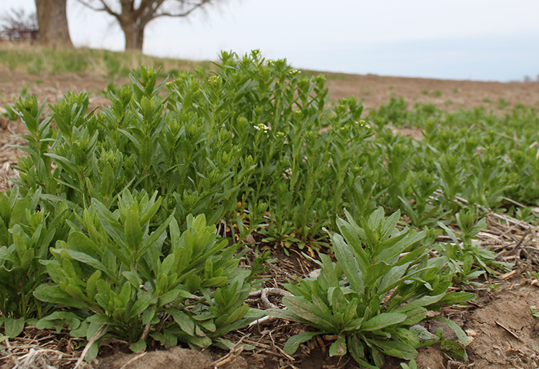 pennycress weed patch in early may