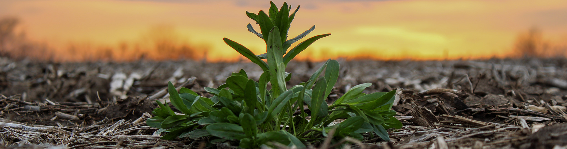 pennycress weed spring burndown soybeans may sunset