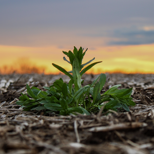 pennycress weed spring burndown soybeans may sunset