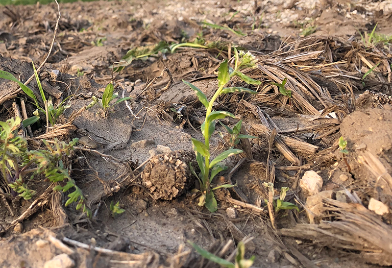 marestail horseweed mid may