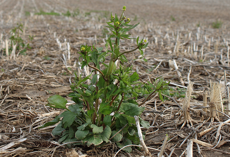 yellow rocket weed