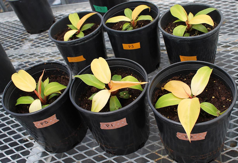 Philodendron plants treated with Exacto wetting agent