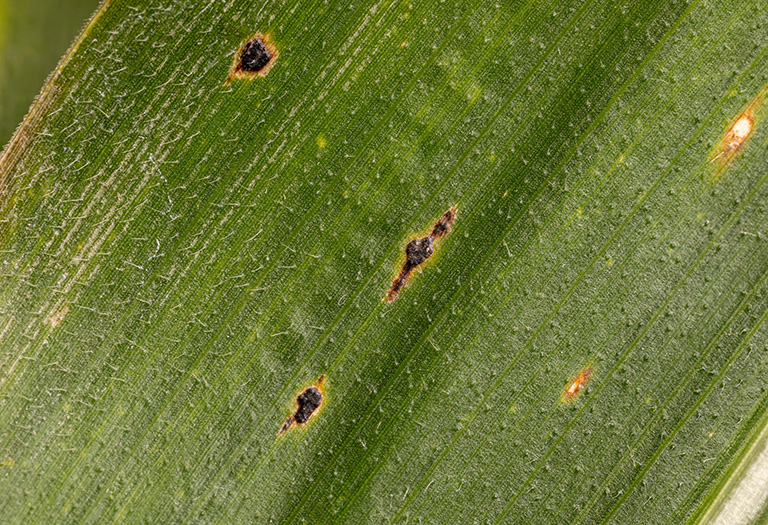 corn tar spot infected corn leaf