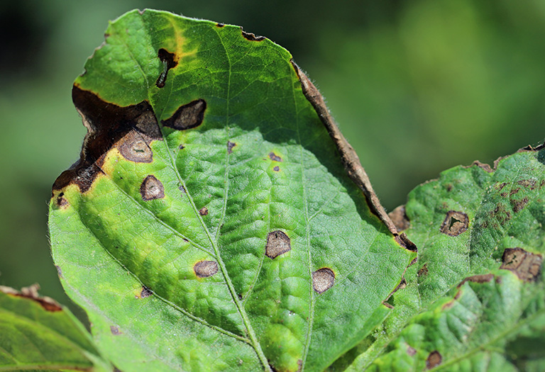 soybean leaf infected by frogeye leaf spot