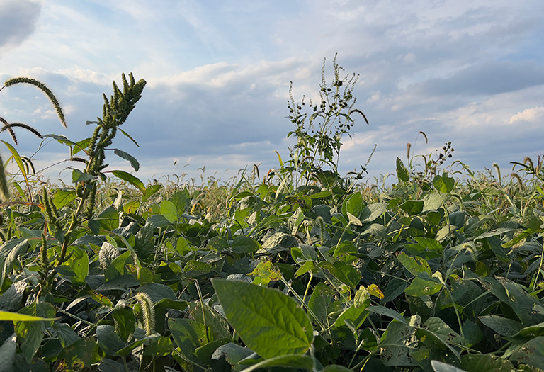 Diverse weed pressure in a soybean field