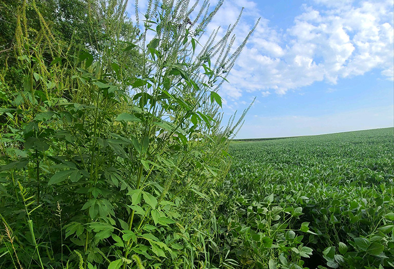 Tall palmer amaranth on a soybean field edge