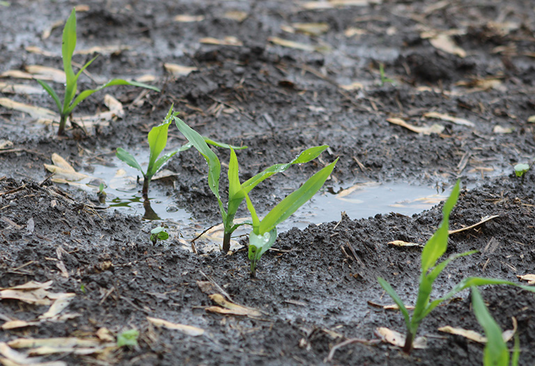 V2 corn growing in wet, rainy conditions