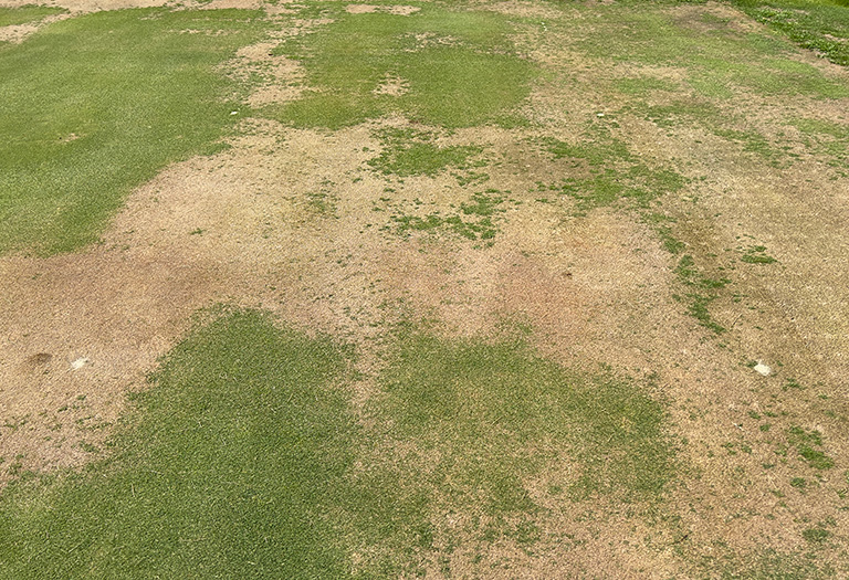 turf plot stress from research trial