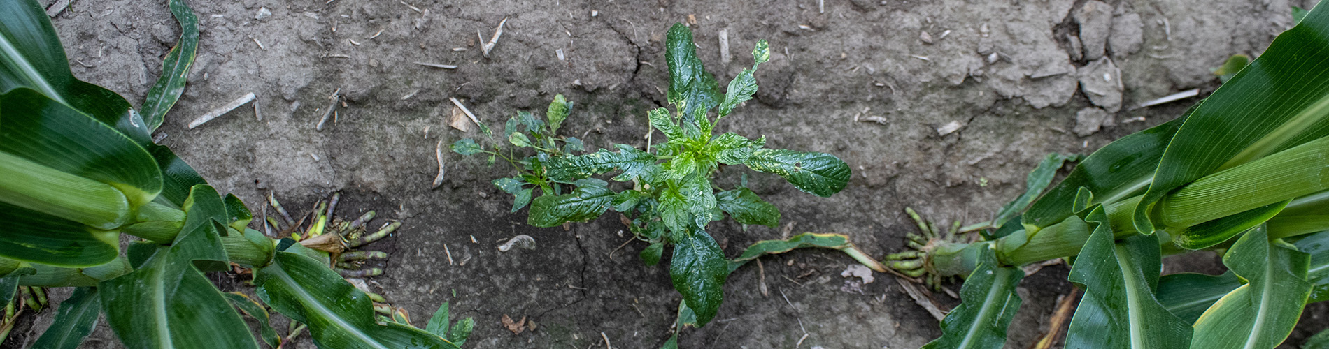 weed needed high quality surfactant corn field