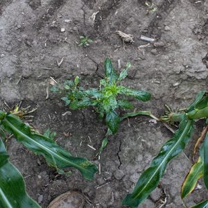 weed needed high quality surfactant corn field