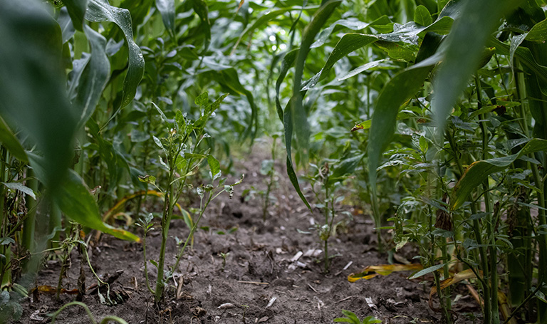 weeds in a corn row july