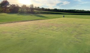 turf plot impacted by localized dry spot, hydrophobic areas
